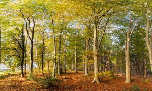 Autumn woodland beech trees at sunrise. Norfolk landscape with golden leaves and morning sunlight.