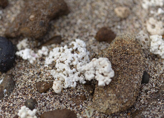 Gran Canaria, El Confital beach on the edge of Las Palmas de Gran Canaria, mixture of small pebbles, shells and coral-looking Rhodolith algae  © Tamara Kulikova