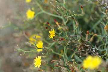 Flora of Gran Canaria -  Launaea arborescens, tree Launaea, locally called aulaga natural  floral background
