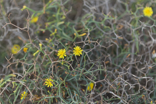 Flora of Gran Canaria -  Launaea arborescens, tree Launaea, locally called aulaga natural  floral background
