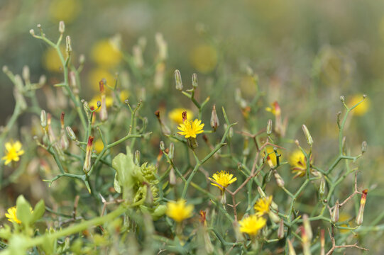 Flora of Gran Canaria -  Launaea arborescens, tree Launaea, locally called aulaga natural  floral background
