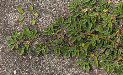 Flora of Gran Canaria - flowering  Aizoon canariense, Canary iceplant native to Canary Islands natural macro floral background
