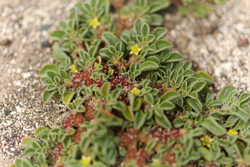 Flora of Gran Canaria - flowering  Aizoon canariense, Canary iceplant native to Canary Islands natural macro floral background
