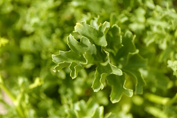 Flora of Gran Canaria - flowering Astydamia latifolia, Canary Sea Fennel, edible plant native to Canary Islands, natural macro floral background
