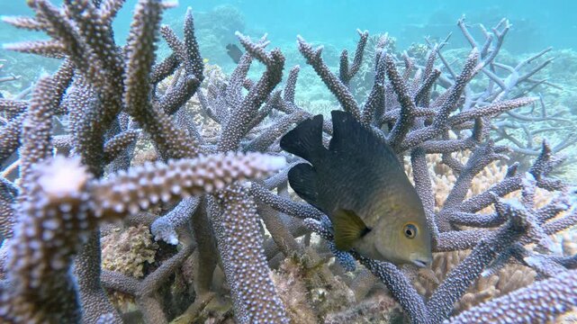 Tropical damsel fish (Stegastes acapulcoensis) swimming in a purple coral reef underwater in the great barrier reef in australia
