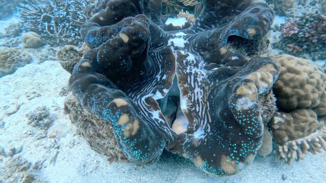 Giant clam (Tridacna gigas) with blue mantle opening on coral reef seabed