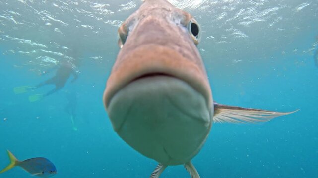 Curious emperor fish (Lethrinus obsoletus)swimming underwater close up to the camera