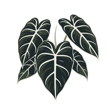Alocasia Frydek plant with dark green leaves and prominent white veins, a popular houseplant illustration.