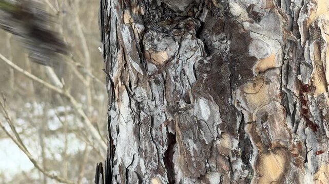 A wooden stick strikes the thick, textured bark of a mature pine tree. This action produces a dull, hollow thudding sound accompanied by the dry rustling of loose bark flakes.