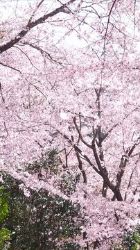 桜並木 Images – Browse 60,642 Stock Photos, Vectors, and Video