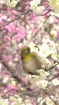 【縦動画】梅の花蜜を食べて飛ぶメジロのクローズアップ 4K 