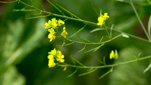 Mustard Leaf flowers or Lai Sak phul blooming and swaying in the breeze with green background