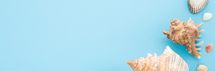 Different beautiful colorful sea shells on light blue table background. Pastel color. Wide banner. Closeup. Empty place for text. Top down view. © fotoduets