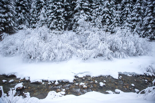 Austria, Salzburg State, Altenmarkt-Zauchensee, snowy bushes on a brook