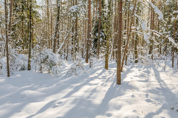 Fototapeta premium A view of a snow-covered mixed forest, where the sun's rays illuminate the trunks of tall trees and create long blue shadows on the pristine snow cover. 