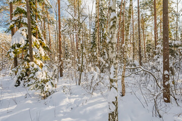 Fototapeta premium A view of a snow-covered mixed forest, where the sun's rays illuminate the trunks of tall trees and create long blue shadows on the pristine snow cover. 