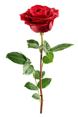 Naklejka premium red Rose isolated, full depth of field