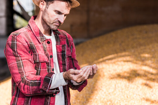 Farmer examining grain of maize