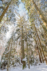 Fototapeta premium A view of a snow-covered mixed forest, where the sun's rays illuminate the trunks of tall trees and create long blue shadows on the pristine snow cover. 