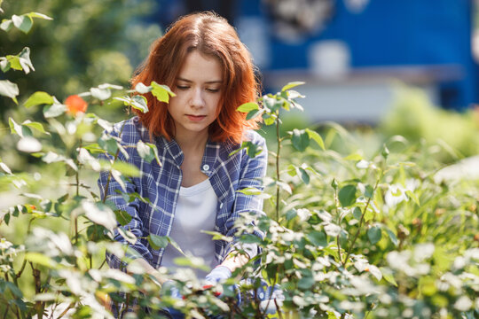 Young woman pruning roses
