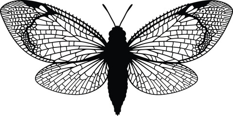 Lacewing insect detailed black and white drawing displays intricately.