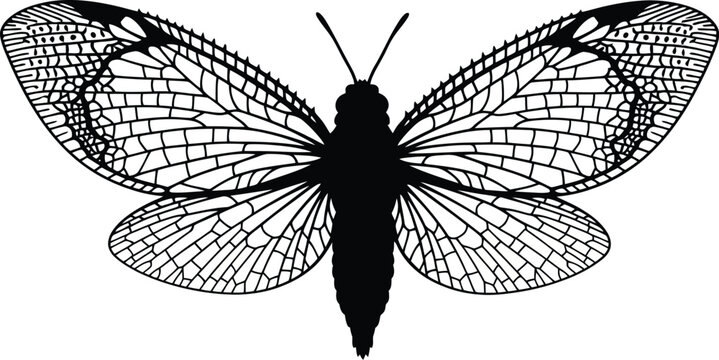 Lacewing insect detailed black and white drawing displays intricately.