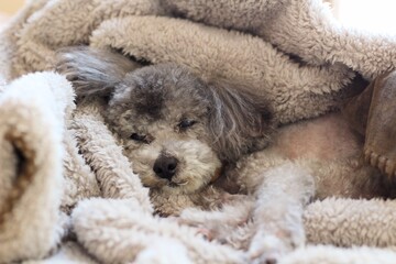 毛布に埋もれるトイプードル　愛らしいトイプードルの表情