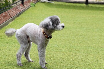 犬　トイプードル　芝生の上に立つトイプードル　風になびくトイプードルの毛　プードルの自然な表情