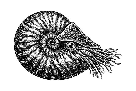 Vintage nautilus artwork with engraved details in retro style