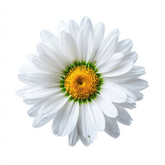 Fototapeta premium Beautiful white daisy with vibrant yellow center.