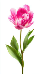 Obraz premium A beautiful pink flower with green leaves.