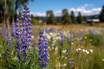 Obraz premium Close-up of lupine blooms among tall grasses in spring
