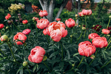 Herbaceous peony Coral charm in flowers garden © Olga Seyfutdinova 