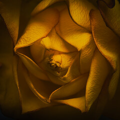 close up of yellow flower