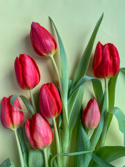 beautiful red tulips bouquet