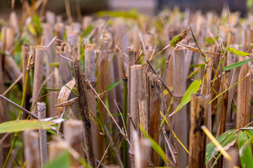 Obraz premium Tall bamboo stalks rise from fertile ground, showcasing nature's beauty during a serene afternoon scene in a lush garden
