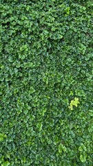 Pachysandra ground cover plant