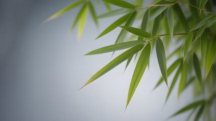Fototapeta premium Elegant Bamboo Leaves Against a Soft Gray Background, Serene Nature Scene with Copy Space, Ideal for Wellness and Spa Concepts