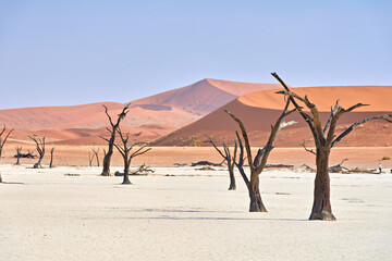 Dried camel thorn trees in Deadvlei, Namibia under clear sky