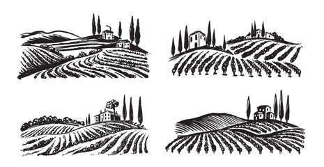 Naklejka premium Wine plantations hand drawn