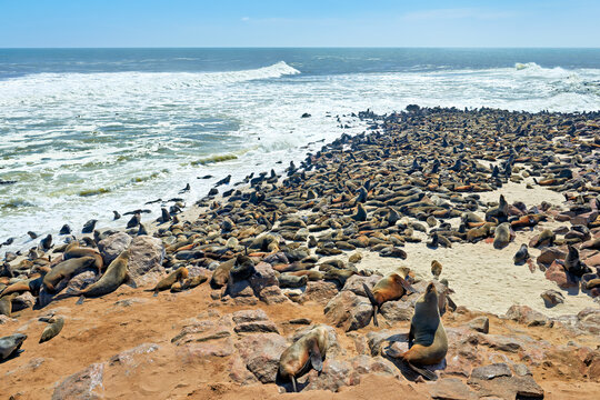 Cape fur seals gather at Cape Cross on Skeleton Coast in Namibia