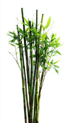 Fototapeta premium Vibrant bamboo stalks with lush green leaves.