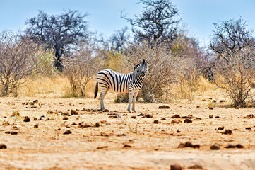 Obraz premium A zebra stands on dry land in Etosha National Park, Namibia