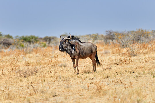 Wildebeest gnu standing in Etosha National Park in Namibia