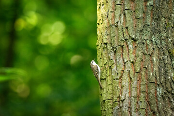 Fototapeta premium The Eurasian Treecreeper sits on a tree trunk