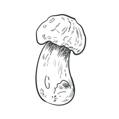 Boletus edulis mushrooms hand drawn vector sketch drawing. Autumn drawing. 