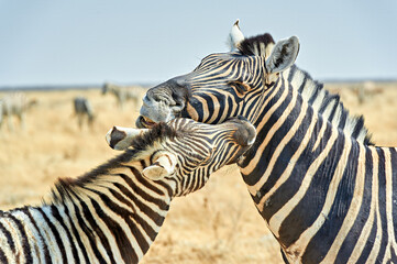 Obraz premium Zebras cuddle together in the wild at Etosha National Park in Namibia