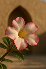 Obraz premium Elegant Islamic Floral Arch with Soft Pink Flower, Romantic Arabic Architecture Background for Ramadan, Eid, Luxury Spiritual Branding