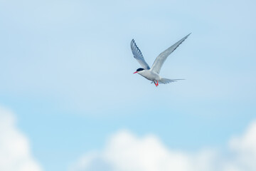 Arctic tern (sterna paradisaea) in flight on blue sky background © Kersti Lindström