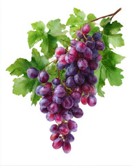 Fototapeta premium Fresh bunch of purple grapes with green leaves.